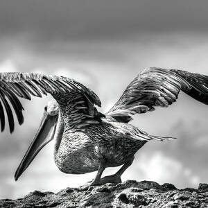 Expecting to Fly by Joe Schofield Expecting to Fly by Joe Schofield