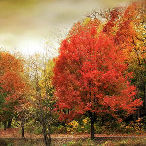 Fall Aflame by Jessica Jenney Fall Aflame by Jessica Jenney