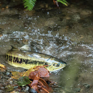 Female Chum Salmon Ready to Spawn by Nancy Gleason
