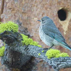 Female Mountain Bluebird on Mossy Branch - Sierra County, California by Mike Lee Female Mountain Bluebird on Mossy Branch - Sierra County, California by Mike Lee