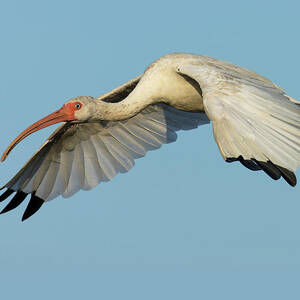 Flying Ibis - Up Close by RD Allen