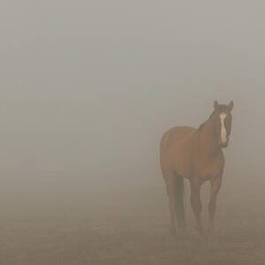 Foggy Dreamer - Mustang Mare in Lassen County California by Mike Lee