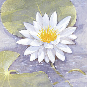 Fragrant Water Lily by Gordon Beningfield Fragrant Water Lily by Gordon Beningfield