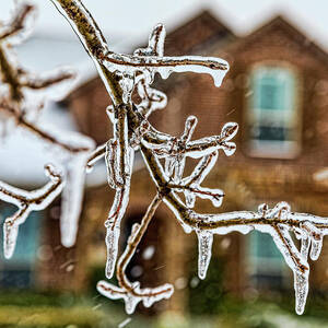 Freezing Rain Tree Branch by Kelley King