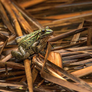 Frog on Brown Reeds by Debra Martz Frog on Brown Reeds by Debra Martz