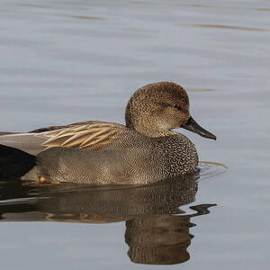Gadwall on a Pond in the Pacific Northwest by Nancy Gleason