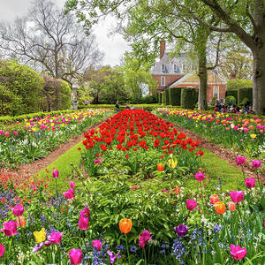 Garden of Tulips at the Palace by Rachel Morrison