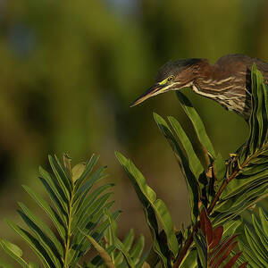 GH Perched Peering Down by RD Allen