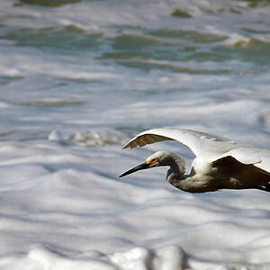 Gliding Snowy Egret by Joe Schofield