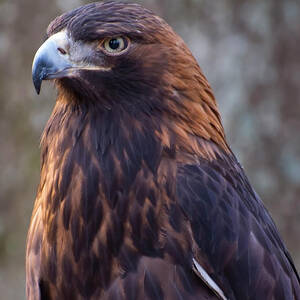 Golden eagle 3 by Flees Photos Golden eagle 3 by Flees Photos