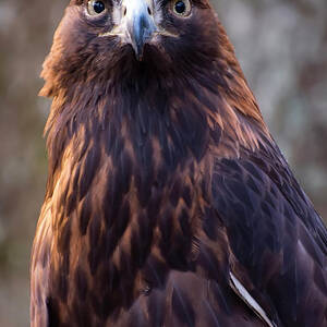 Golden eagle 4 by Flees Photos Golden eagle 4 by Flees Photos