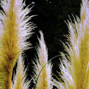 Golden Grasses by Tommy Farnsworth