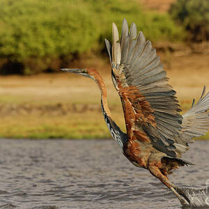Goliath Heron Taking Flight by Natural Focal Point Photography Goliath Heron Taking Flight by Natural Focal Point Photography