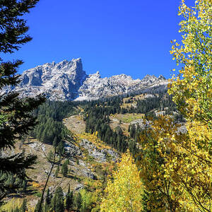 Grand Teton and Aspens by Dawn Richards