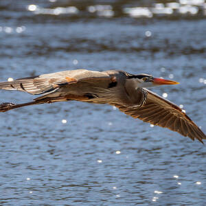 Great Blue Heron Departure by Debra Martz