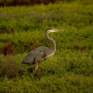 Great Blue Heron in Early Morning by Debra Martz
