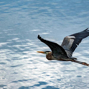Great Blue Heron In Flight by Beachtown Views Great Blue Heron In Flight by Beachtown Views