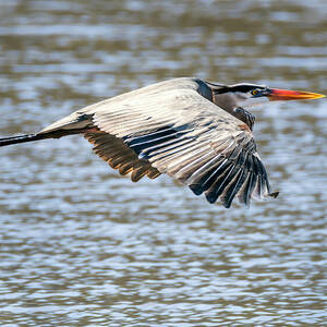 Great Blue Heron Soaring By by Debra Martz