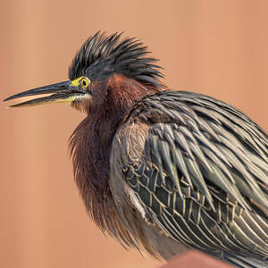 Green Heron Fluffed Crown Feathers by Debra Martz