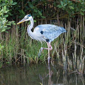 Heron at the Mangroves South Padre Island by Debra Martz Heron at the Mangroves South Padre Island by Debra Martz