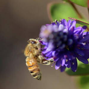 Honey Bee on a Hebe Flower #1 by Nancy Gleason