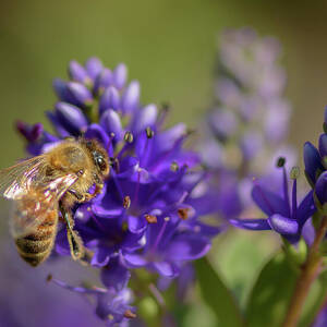 Honeybee Collecting Pollen by Nancy Gleason