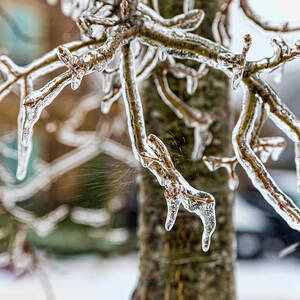 Icy Tree Branch by Kelley King