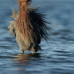 IMG8458_Pv1 by RD Allen