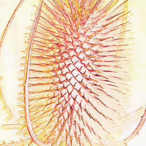 Intricate Thistle Close-Up by Bruce Block Intricate Thistle Close-Up by Bruce Block