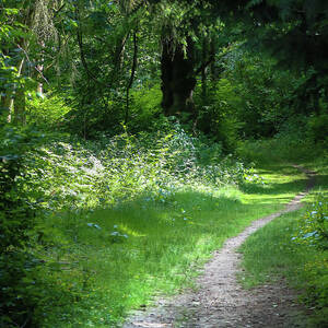 Invitation Path by D Lee
