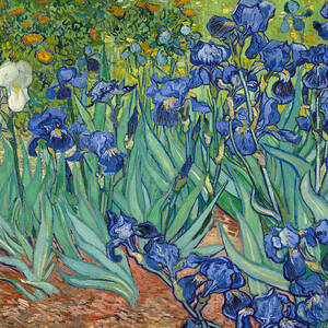 Irises by Vincent Van Gogh