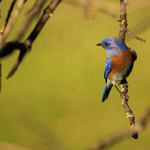 It's a Bluebird Day by Mike Lee It's a Bluebird Day by Mike Lee