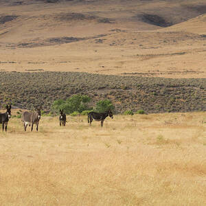 Jack and his Jills - Lassen County California by Mike Lee Jack and his Jills - Lassen County California by Mike Lee
