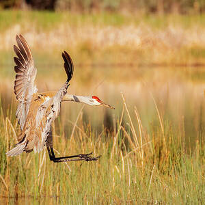 Landing Gear Down by Mike Lee