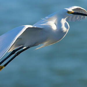 Landing Gear Down by RD Allen