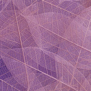 Leaves Abstract Nature Purple by Printed View Leaves Abstract Nature Purple by Printed View