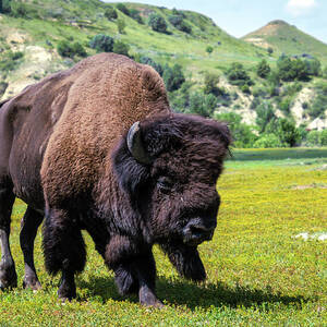 Majestic Bison in Open Landscape by Debra Martz Majestic Bison in Open Landscape by Debra Martz