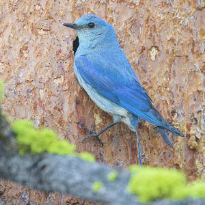 Male Mountain Bluebird at the nest - Sierra County California by Mike Lee Male Mountain Bluebird at the nest - Sierra County California by Mike Lee