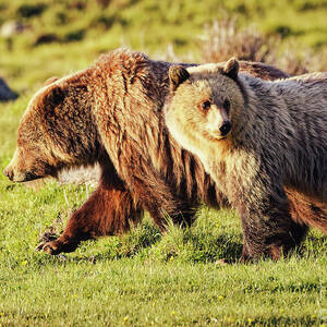 Mama and Young Cub in Lamar Valley by Natural Focal Point Photography