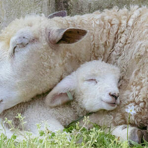 Mama's Lamb by Rachel Morrison