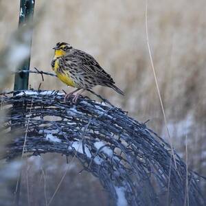 Meadowlark #2 by Alden White Ballard Meadowlark #2 by Alden White Ballard