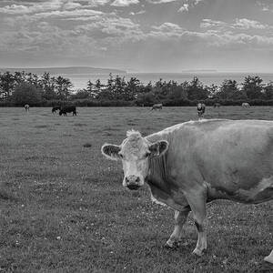 Milk Cow by the Salish Sea in Black and White by Mary Lee Dereske