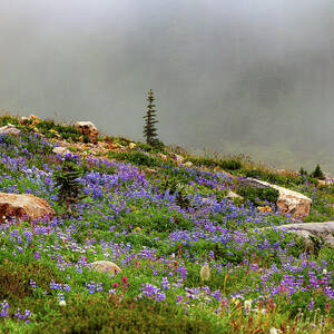 Misty Mountain Alpine Hike by Tommy Farnsworth