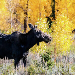 Moose in Aspens by Dawn Richards