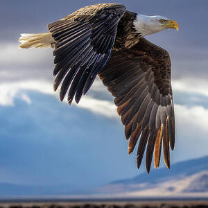 Morning Light, Morning Flight by Tim Lyden
