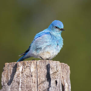 Mountain Bluebird on a Weathered Post - Sierra County California by Mike Lee Mountain Bluebird on a Weathered Post - Sierra County California by Mike Lee