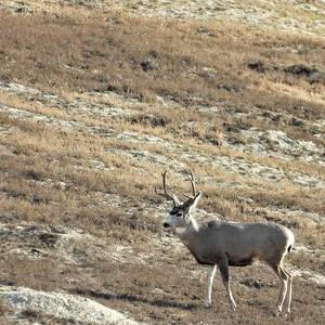 Muley Buck by Amanda R Wright