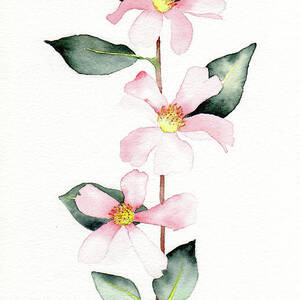 My Favorite by Catherine Bede