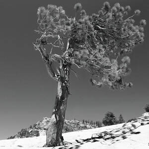 Olmsted Point Sentinel by Joe Schofield