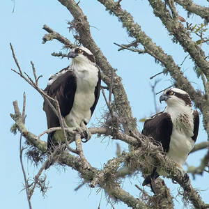Osprey Couple by Gina Fitzhugh